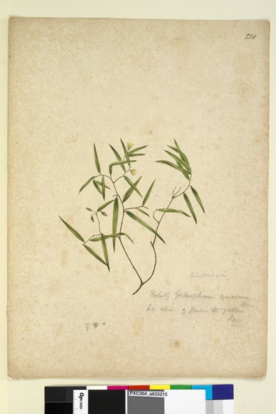 Page 230. Geitonoplesium cymosum by John William Lewin
