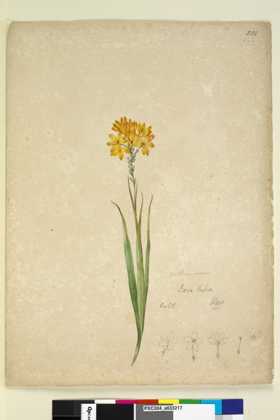 Page 232. Ixia lutea by John William Lewin