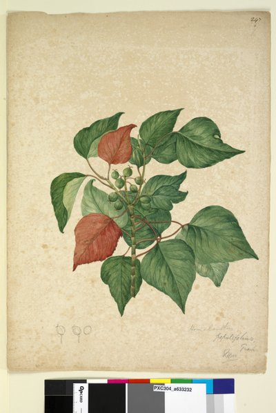 Page 247. Homolanthus populifolius Omalanthus populifolius by John William Lewin