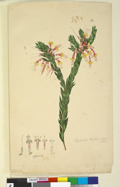 Styphelia triflora by John William Lewin