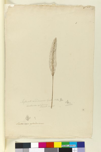 Imperata arundinacea syn. Saccharum cylindricum by John William Lewin