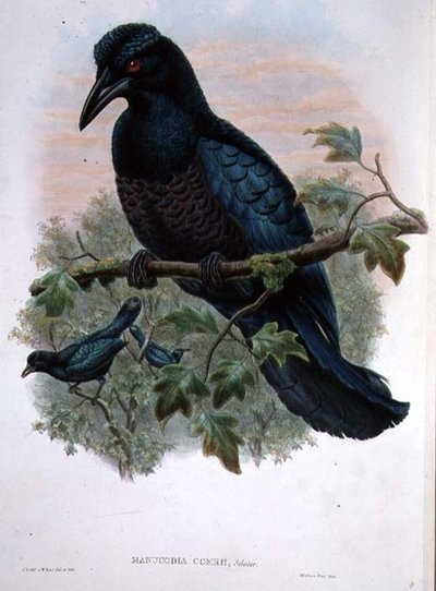 Curl-crested Manucode by John and Hart, William Gould