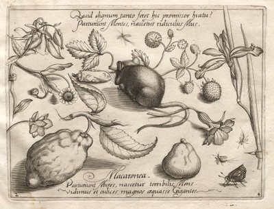 Archetypes and Studies: What can emerge in keeping with such a cavernous promise? (Part IV, plate 2) by Joris Hoefnagel