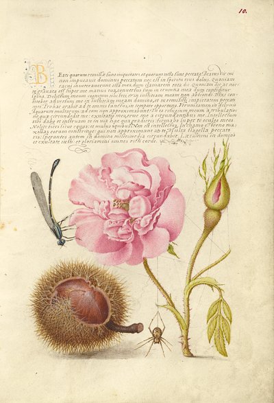 Damselfly, French Rose, Spanish Chestnut, and Spider by Joris Hoefnagel