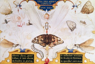 Diptych with Flowers and Insects, 1591 by Joris Hoefnagel