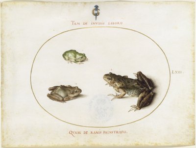 Frogs, Plate LXIII (Engraved Series I, 7) by Joris Hoefnagel