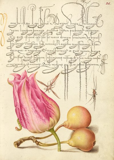 Imaginary Insect, Tulip, Spider, and Common Pear by Joris Hoefnagel