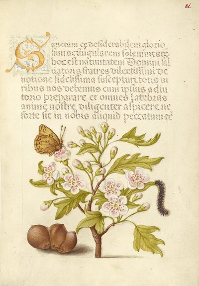 Insect, English Hawthorn, Caterpillar, and European Filbert by Joris Hoefnagel