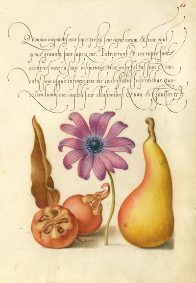Medlar, Poppy Anemone, and Pear by Joris Hoefnagel