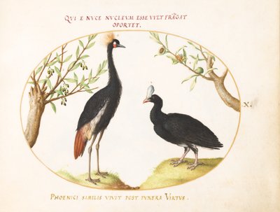 Plate 10: Gray Crowned Crane and Helmeted Currasow by Joris Hoefnagel