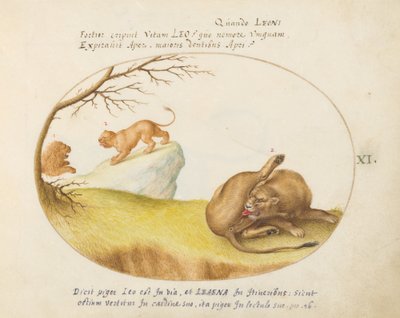 A Lioness with Two Lions in the Background (Plate 11) by Joris Hoefnagel