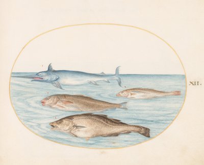 Plate 12: A Swordfish and Three Other Fish by Joris Hoefnagel
