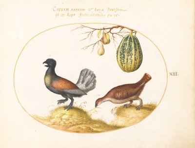 Pair of Wood Grouse with a Melon and Pears (Plate 12) by Joris Hoefnagel
