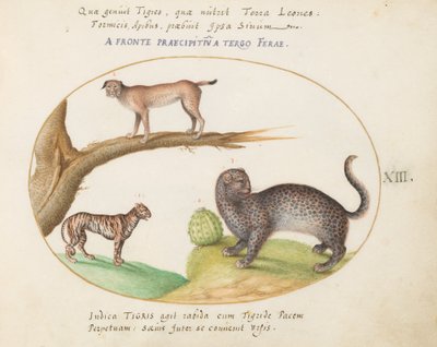 Plate 13: A Tiger, a Lynx, and a Jaguar(?) by Joris Hoefnagel