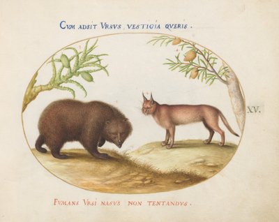 Plate 15: A Bear and a Lynx(?) by Joris Hoefnagel