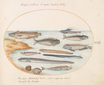 Plate 17: A Cod, Weever Fish, Eels, and Other Fish by Joris Hoefnagel