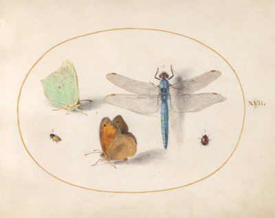 Plate 17: Brimstone and Meadow Brown (?) Butterflies, a Blue Chaser, and Two Small Insects by Joris Hoefnagel