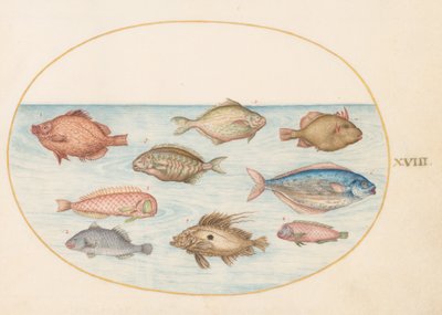 Plate 18: Boarfish, Razorfish, Butterfish, a John Dory, and Other Fish by Joris Hoefnagel