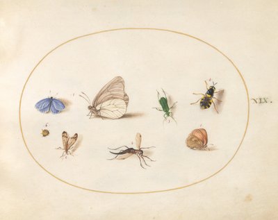 Plate 19: Two Butterflies with Five Other Insects by Joris Hoefnagel
