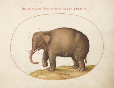 Elephant with Insects (Plate 1) by Joris Hoefnagel