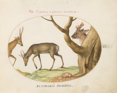 Plate 20: Three Types of Stags with a Dormouse(?) by Joris Hoefnagel