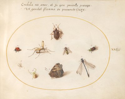 Plate 21: A Butterfly with a Dragonfly, a Ladybug, and Five other Insects by Joris Hoefnagel