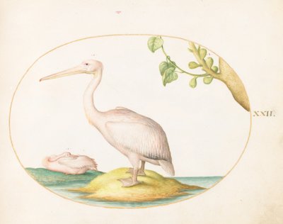 Plate 22: Two White Pelicans with a Sycamore Fig by Joris Hoefnagel