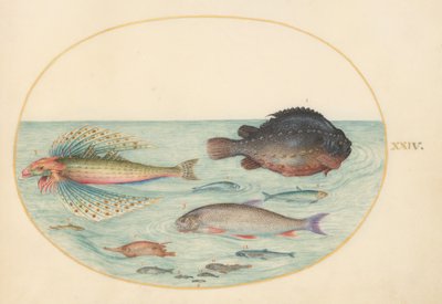 Plate 24: Flying Swallow Gurnard, Male Lumpsucker, Longspine Snipefish, and Other Fish by Joris Hoefnagel