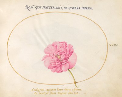 Plate 24: Pink Rose by Joris Hoefnagel