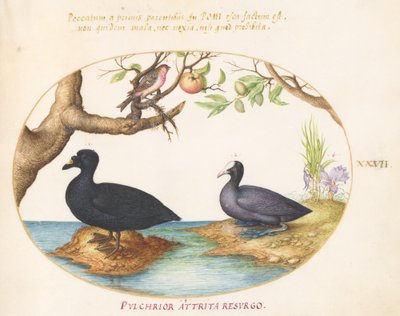A Duck(?), A Coot, and a Rosefinch(?) (Plate 27) by Joris Hoefnagel