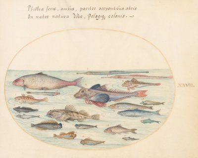 Plate 27: Blennies, Scorpion Fish, and Other Fish by Joris Hoefnagel
