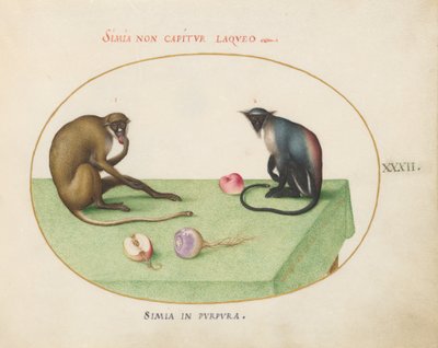 Plate 32: Two Monkeys on a Table by Joris Hoefnagel