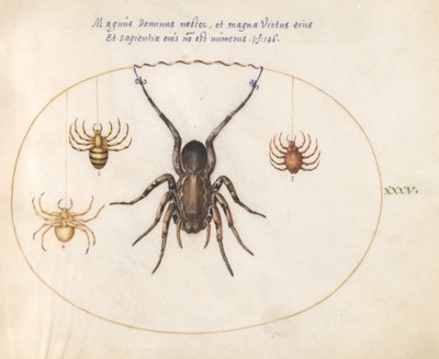 Plate 35: A Wolf Spider(?) and Three Other Spiders by Joris Hoefnagel