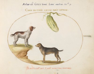 Plate 37: Two Spaniels with a Gourd by Joris Hoefnagel