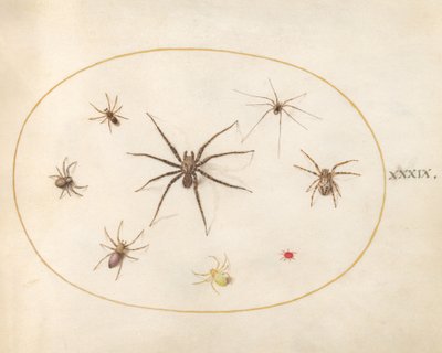 Plate 39: Eight Spiders by Joris Hoefnagel