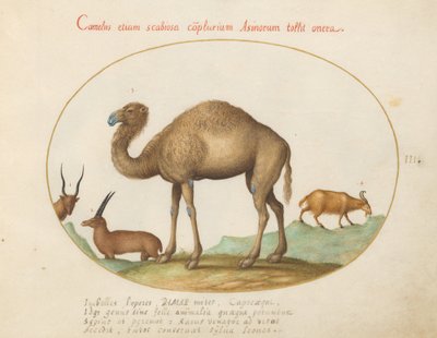 Plate 3: Camel, Ibex, and Goat by Joris Hoefnagel