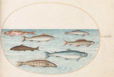 Salmon, Trout, and Freshwater Fish by Joris Hoefnagel