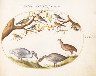 Plate 41: Two Gray Geese with Songbirds in a Cherry Tree by Joris Hoefnagel
