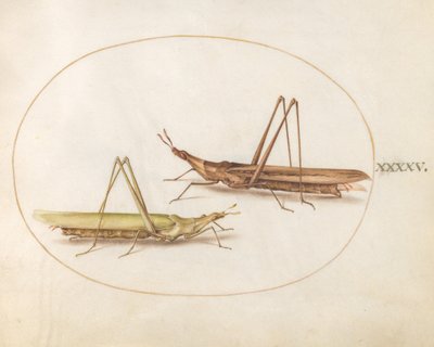 Plate 45: Two Long-Headed Grasshoppers by Joris Hoefnagel