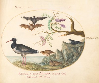 Plate 46: Bats, Quail, and Oystercatcher(?) by the Water by Joris Hoefnagel
