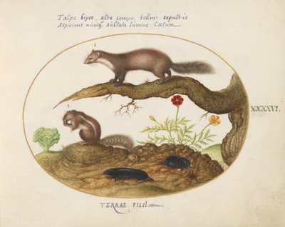 Plate 46: Stone Martin, Chipmunk, and Moles with a Marigold and Lettuce by Joris Hoefnagel