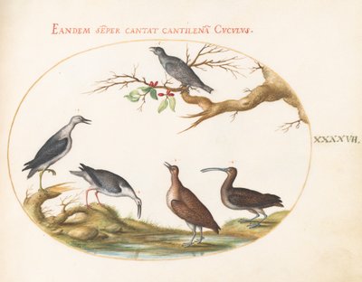 Shore Birds with a Perching Bird (Plate 47) by Joris Hoefnagel