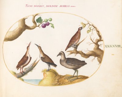 Plate 48: Wood Grouse, Rail, and Curlew with Hazelnuts and Figs by Joris Hoefnagel
