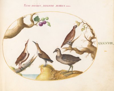Plate 48: Wood Grouse, Rail, and Curlew with Hazelnuts and Figs by Joris Hoefnagel