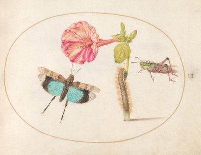 Plate 51: Grasshoppers and a Caterpillar with a Four O