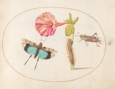 Plate 51: Grasshoppers and a Caterpillar with a Four O