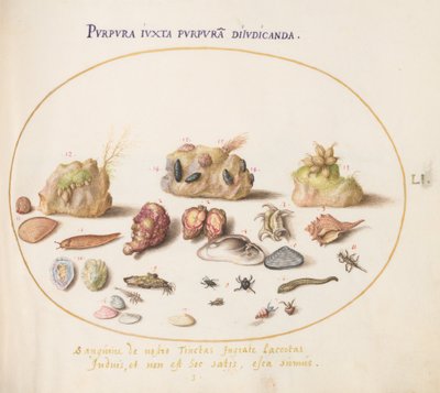 Murex Mollusks, Shells, Hermit Crabs, a Slug, Insects, and Other Sea Life (Plate 51) by Joris Hoefnagel