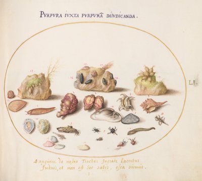 Plate 51: Murex Mollusks, Shells, Hermit Crabs, a Slug, Insects, and Other Sea Life by Joris Hoefnagel