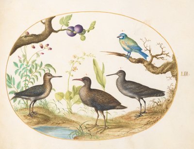 Plate 52: Blue Tit with Three Wading Birds and a Fig Tree by Joris Hoefnagel