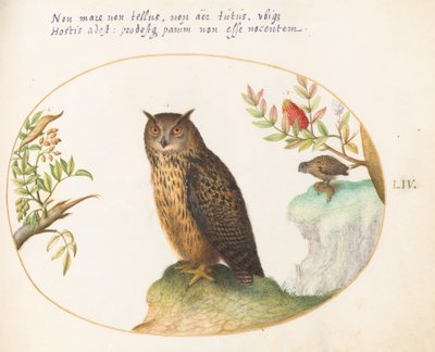 Plate 54: An Owl, with a Second in the Distance Eating a Rabbit by Joris Hoefnagel
